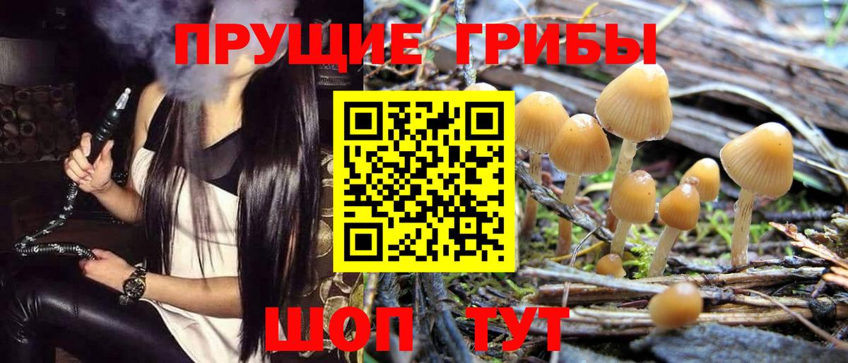 Тавда  Псилоцибиновые грибы MAGIC MUSHROOMS  купить  цена  Псилоцибиновые грибы Cubensis  Вход с VPN 